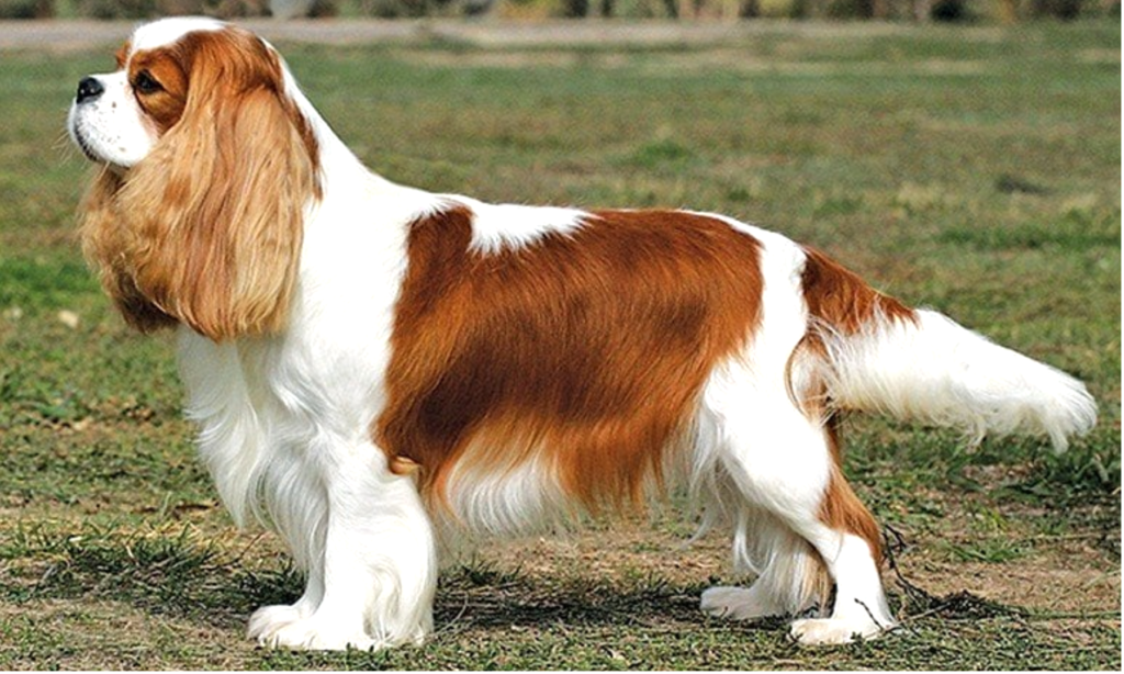 A dog stands proudly on a lush grassy field, surrounded by vibrant greenery under a clear blue sky.