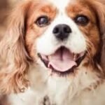 A beautiful cavalier king sits and open his mouth.