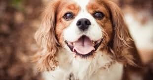 A beautiful cavalier king sits and open his mouth.