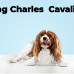 A King Charles Cavalier dog, known for its elegant appearance and friendly demeanor, sits gracefully with a playful expression.