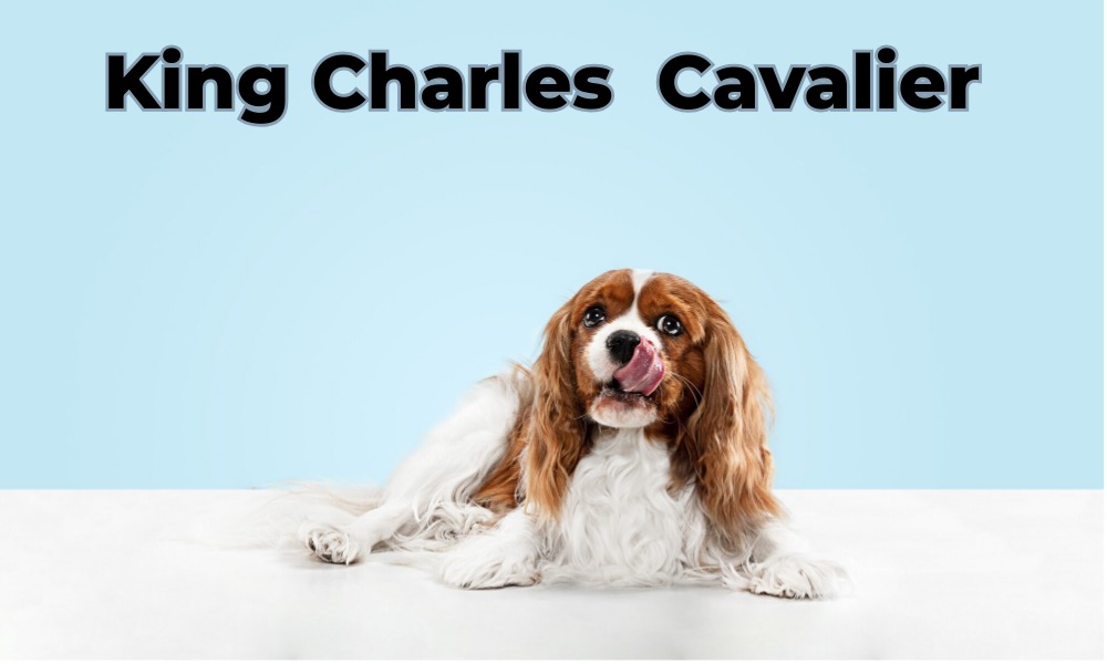 A King Charles Cavalier dog, known for its elegant appearance and friendly demeanor, sits gracefully with a playful expression.