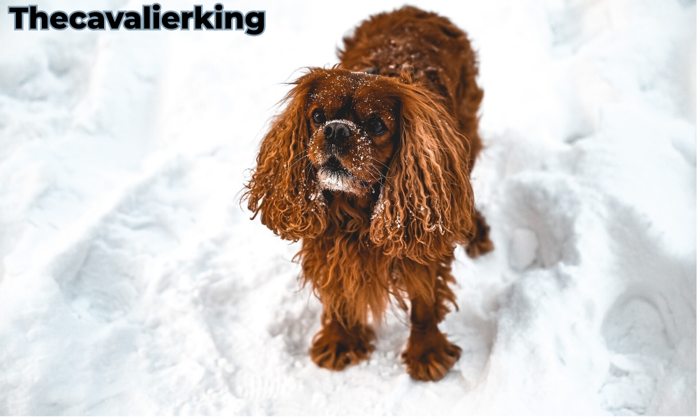 Cute Cavalier King Charles Spaniel in snowy landscape.