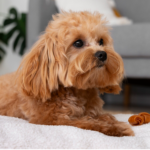 A king cavalier dog sitting at bed in his beautiful mode