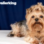 A beautiful cavalier king sit at bed.