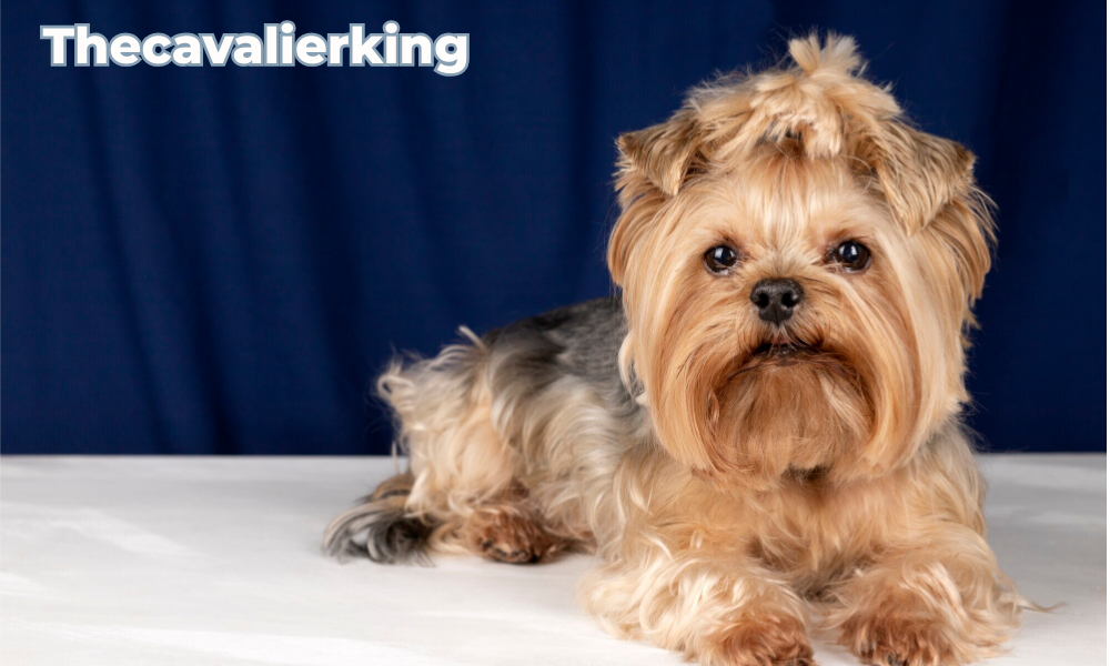 A beautiful cavalier king sit at bed.