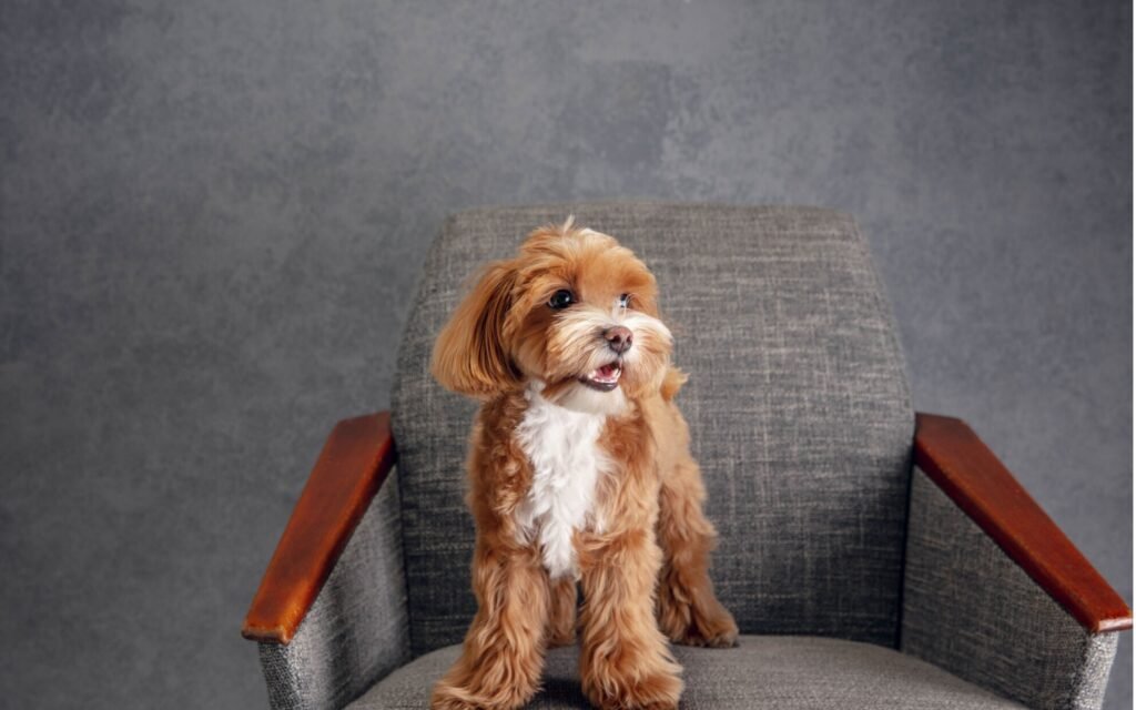  A dog sits comfortably on a chair, positioned against a neutral gray wall, exuding a calm and relaxed demeanor.