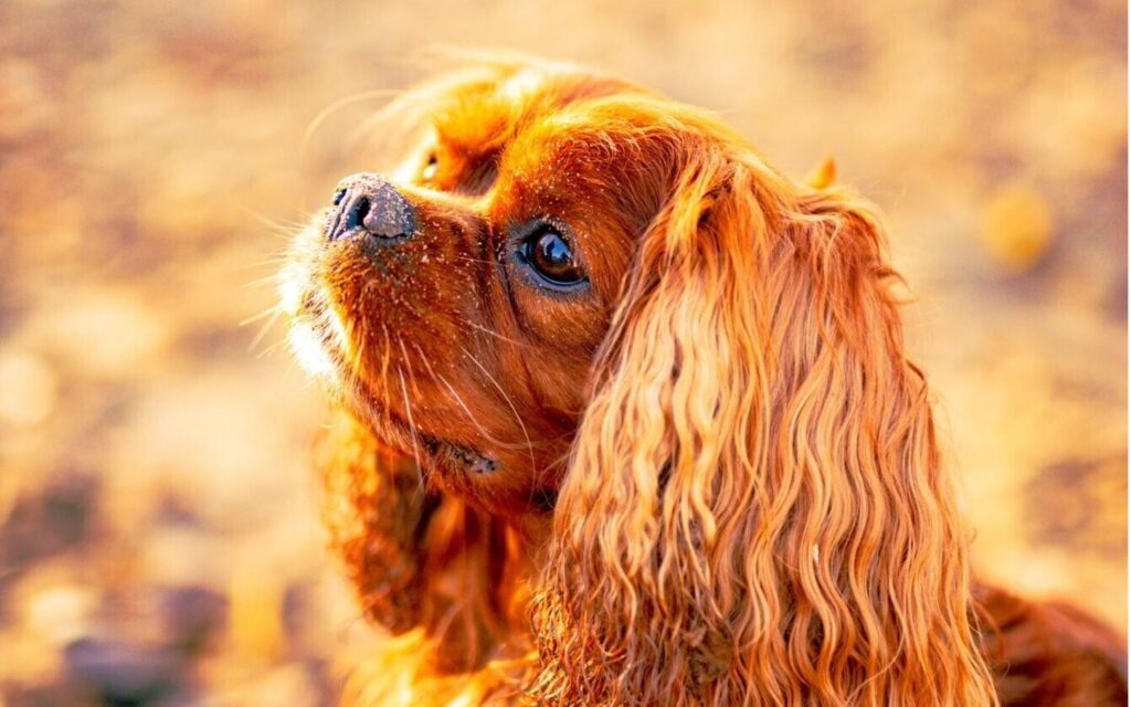 The Golden King Cavalier dog sitting in the sunny day and look up the sun and his face become shine