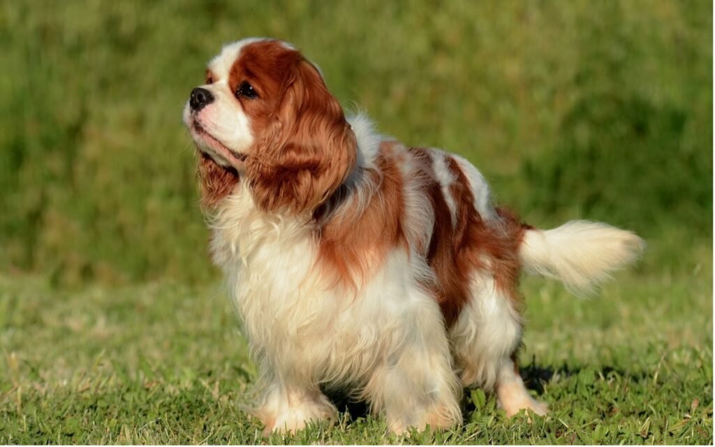 A beautiful king cavalier dog running at soft grass 