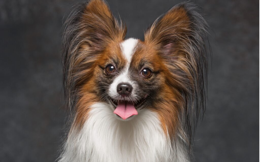 A white and brown cavalier king opened his mouth and feel like very happy.