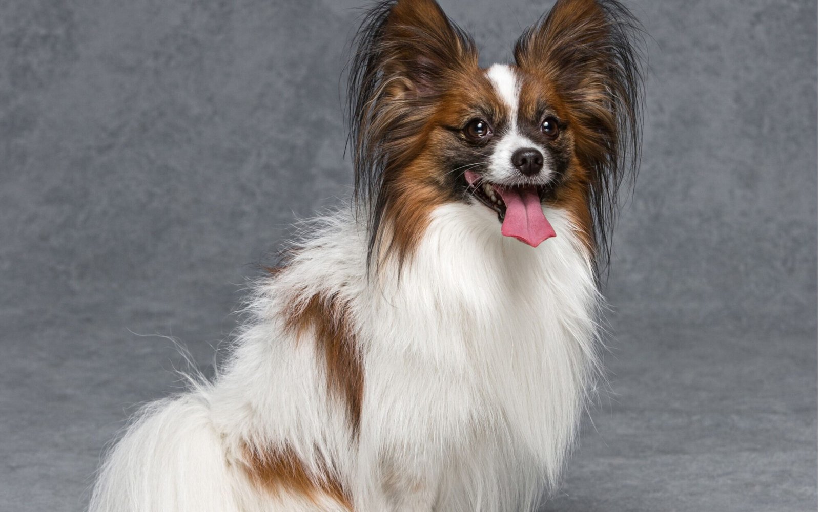 The beautiful king cavalier dog sit at the floor in very funny mood and open his mouth. The background of image is gray.