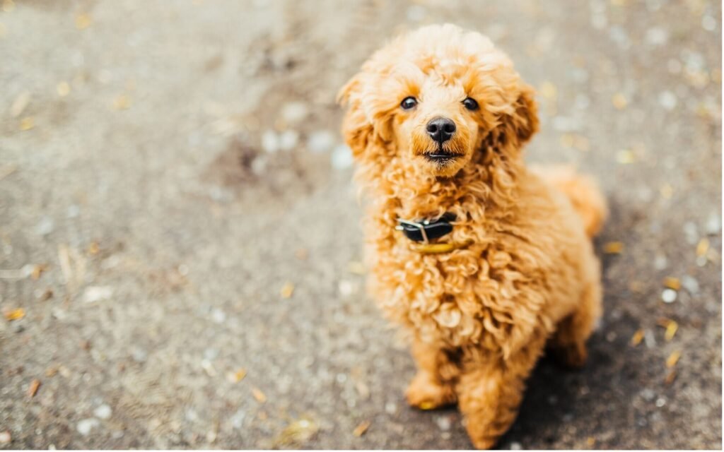 A poodle dog stands gracefully on the ground, showcasing its elegant posture and fluffy coat