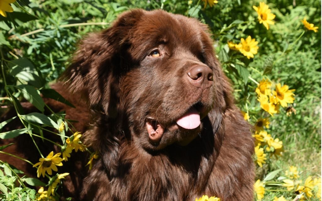  A playful brown dog with its tongue out, happily lying in a lush green grass field.