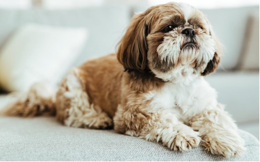 A shih tzu dog comfortably seated on a plush couch, showcasing its fluffy fur and adorable expression