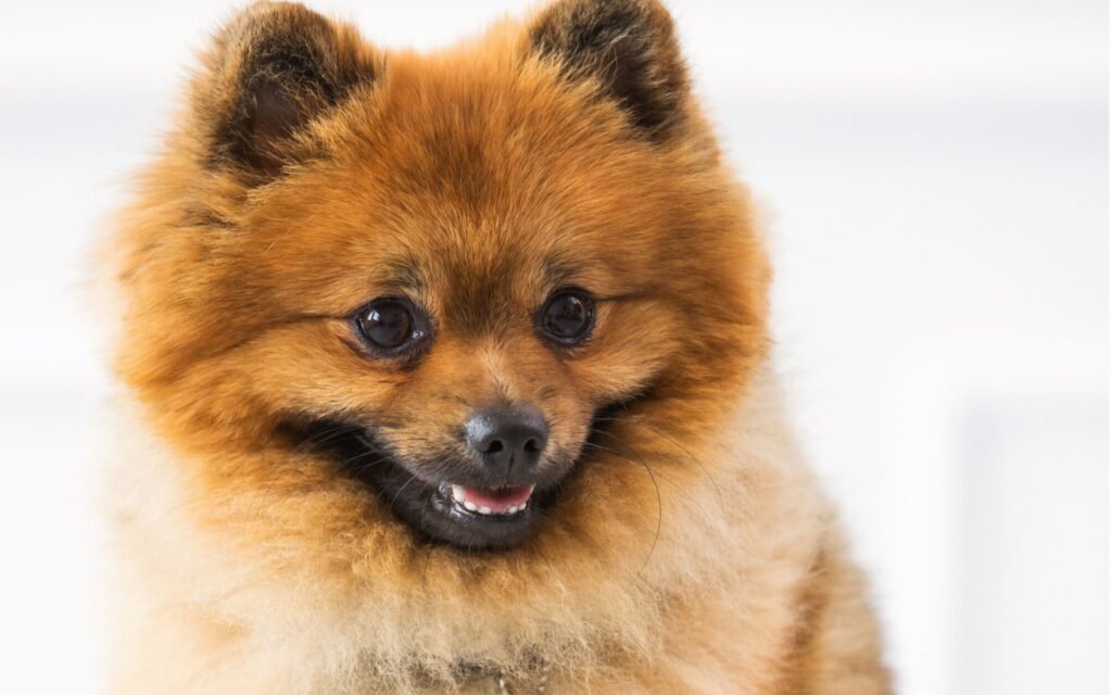 A small brown dog with a joyful expression, showcasing a big smile that radiates happiness and warmth.