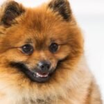 A small brown dog with a joyful expression, showcasing a big smile that radiates happiness and warmth.