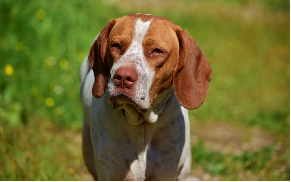 A brown and white dog stands proudly in a lush green field, surrounded by vibrant grass under a clear sky.