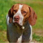 A brown and white dog stands proudly in a lush green field, surrounded by vibrant grass under a clear sky.