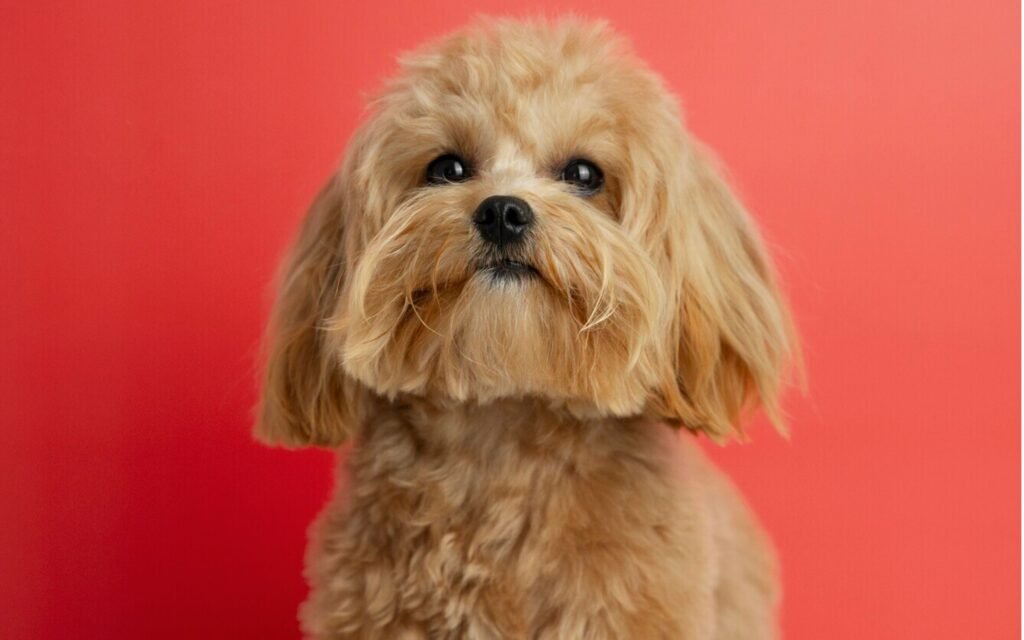  A long-haired brown dog sits gracefully against a vibrant red background, showcasing its beautiful fur and attentive expression.