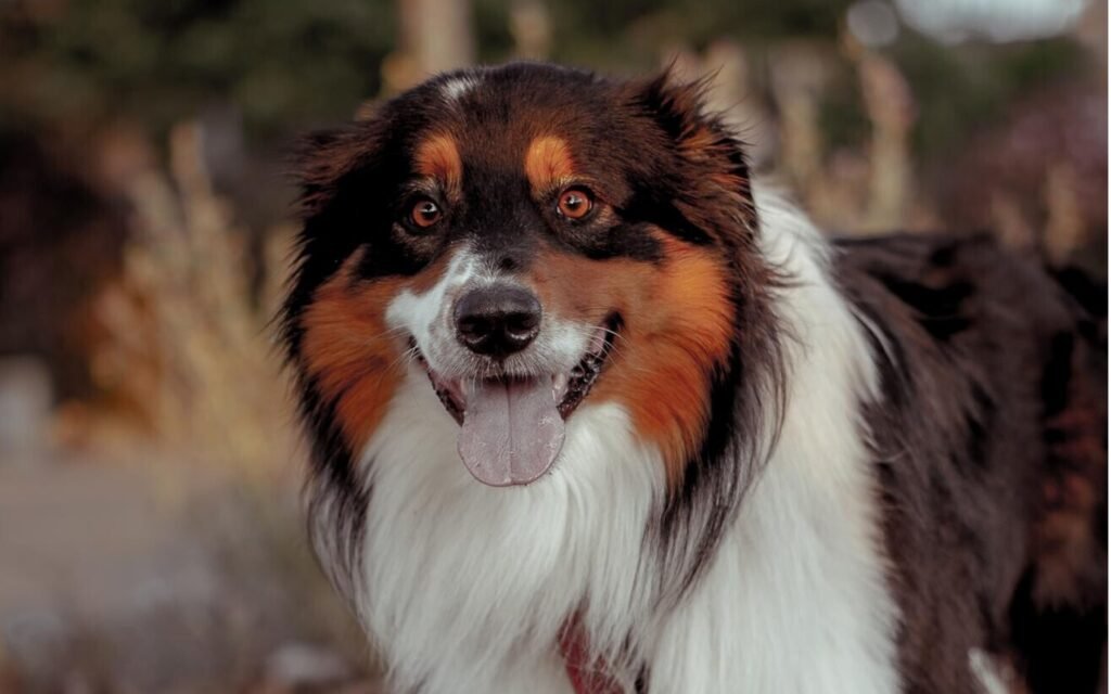 A long-haired dog stands gracefully in a lush green field, surrounded by vibrant grass under a clear sky.