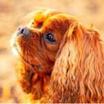 A long-haired red dog sitting peacefully in the sunlight, enjoying a warm and serene day outdoors.