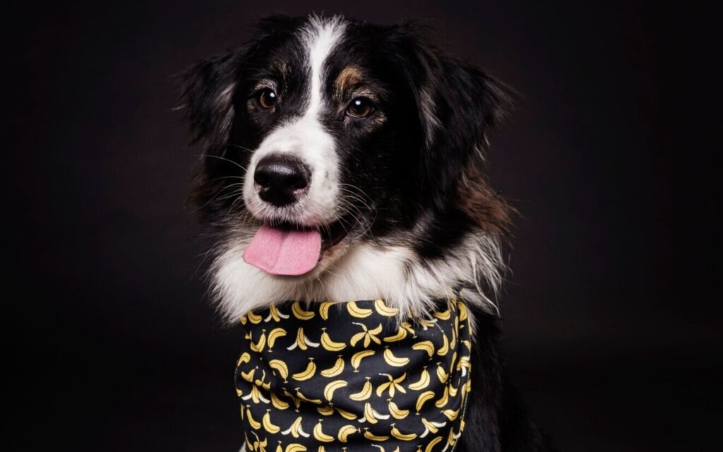 A dog sporting a stylish black and white patterned bandana around its neck, exuding charm and personality.