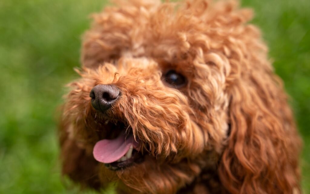  A playful brown dog with its tongue out, happily lying in a lush green grass field.