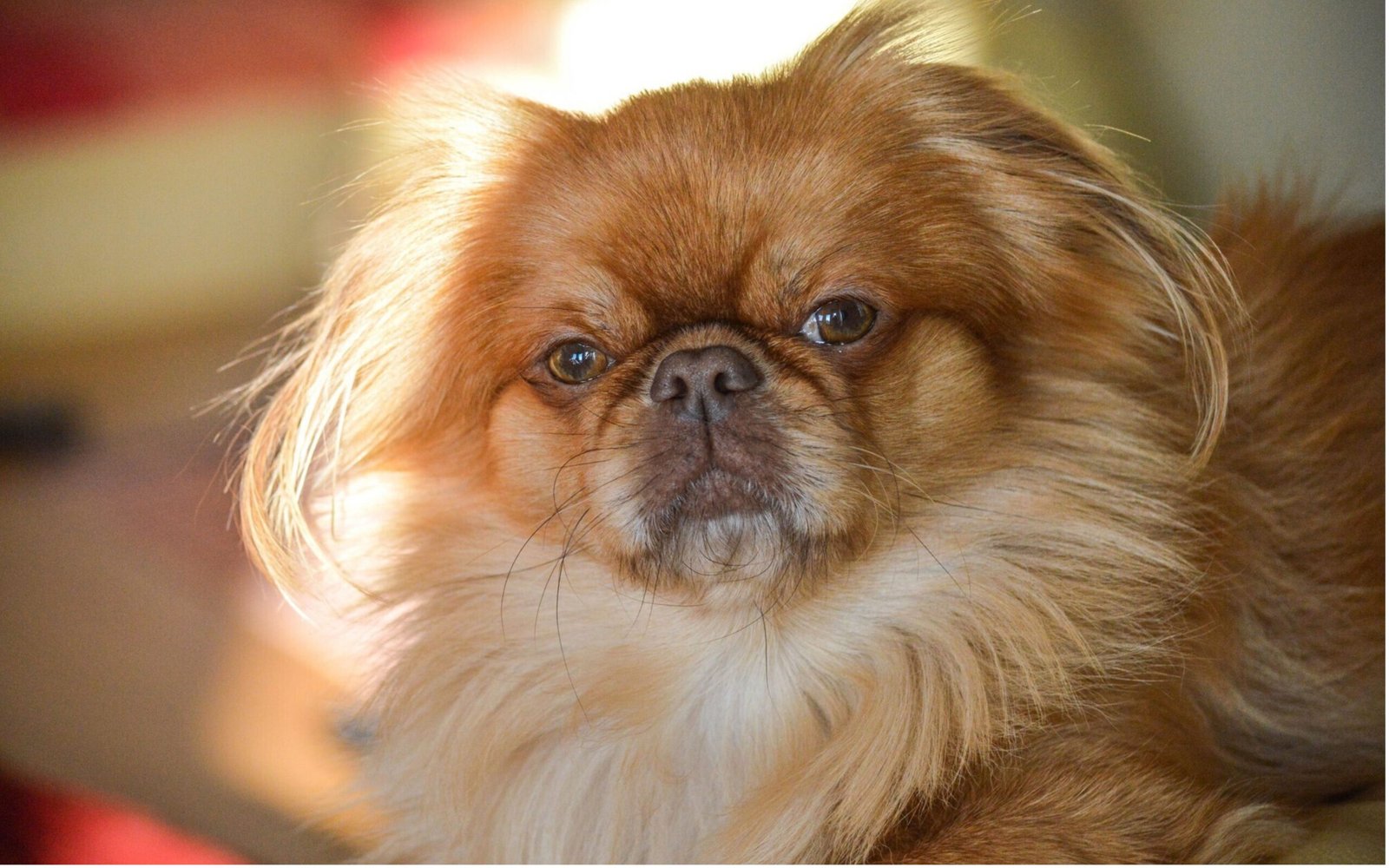 A long-haired dog comfortably seated on a table, highlighting its luxurious fur and calm presence in the setting.