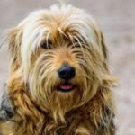 A golden king cavalier sit at the floor and the background of the the image is blury .