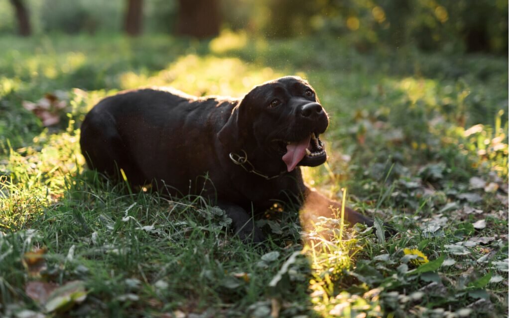 A Black king cavalier sit at the grassy place and the background of the image is green