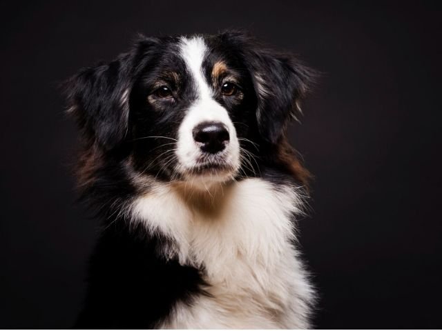 A black and white dog sits calmly against a solid black background, showcasing its distinct fur patterns and attentive expression.