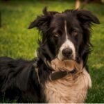 A black and white dog resting peacefully on a lush green lawn, enjoying a sunny day outdoors.