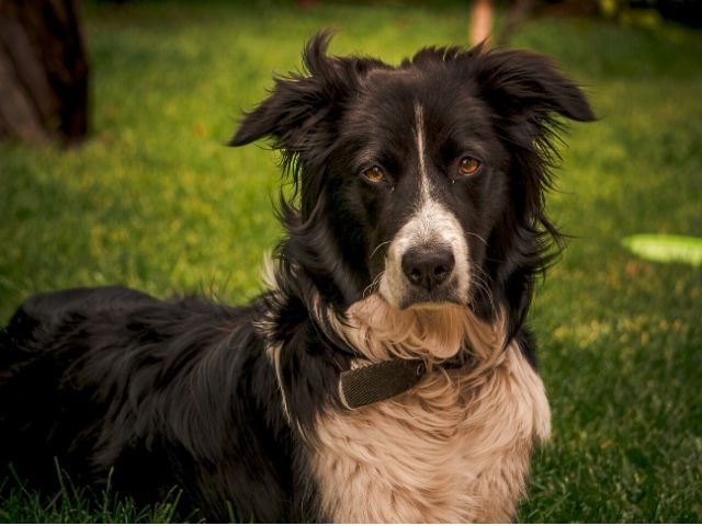 A black and white dog resting peacefully on a lush green lawn, enjoying a sunny day outdoors.