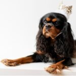 A regal dog wearing a crown sits proudly on a white table, exuding an air of majesty and charm.