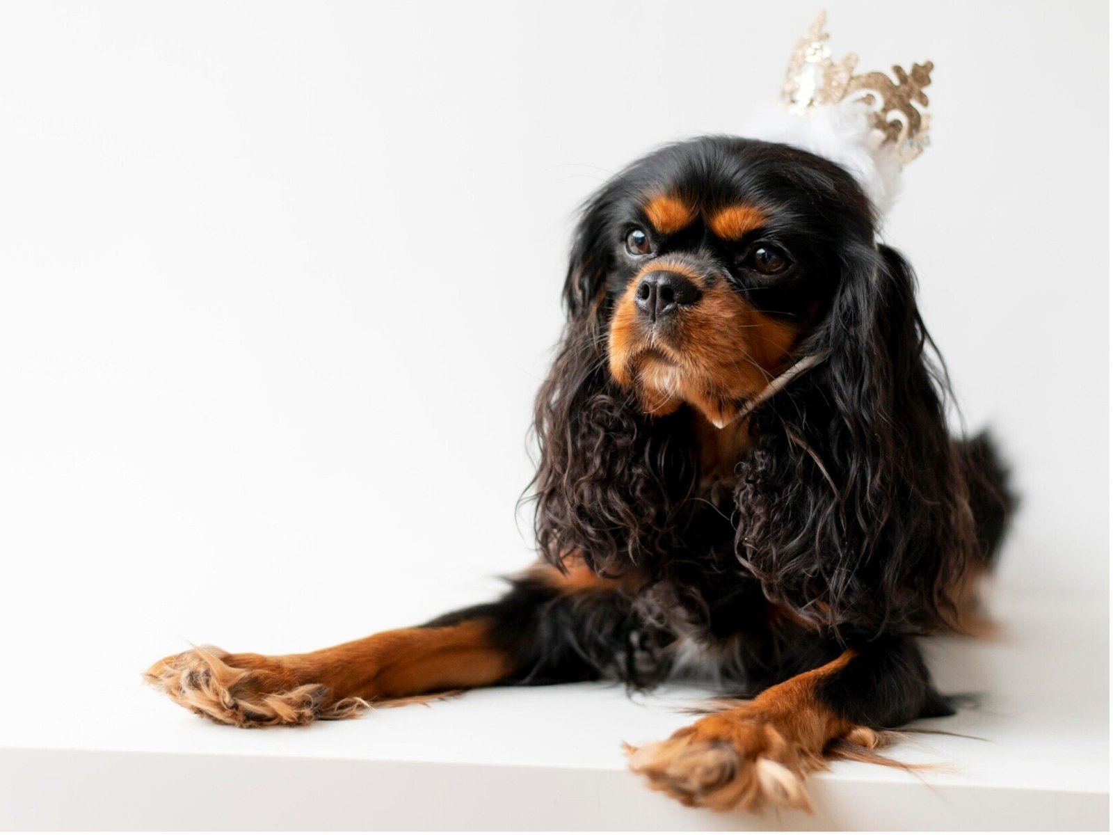 A regal dog wearing a crown sits proudly on a white table, exuding an air of majesty and charm.