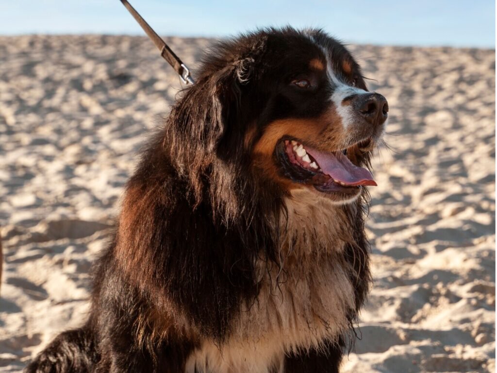  A Bernese Mountain Dog joyfully playing on the sandy beach, with waves gently lapping at the shore in the background.