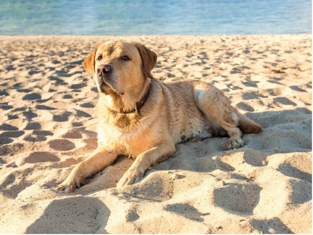  A dog sits on a sunny beach, enjoying the warm sand and bright sunlight.
