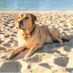 A dog sits on a sunny beach, enjoying the warm sand and bright sunlight.