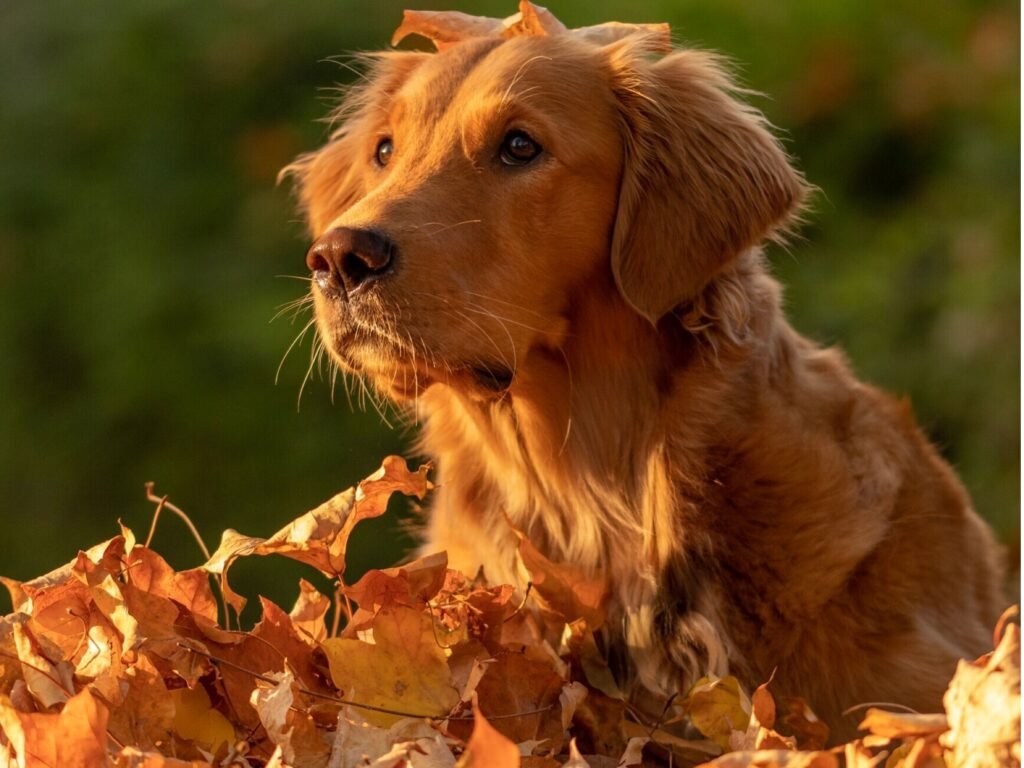 A golden retriever sits amidst vibrant autumn leaves, showcasing its shiny coat against a backdrop of warm fall colors.
