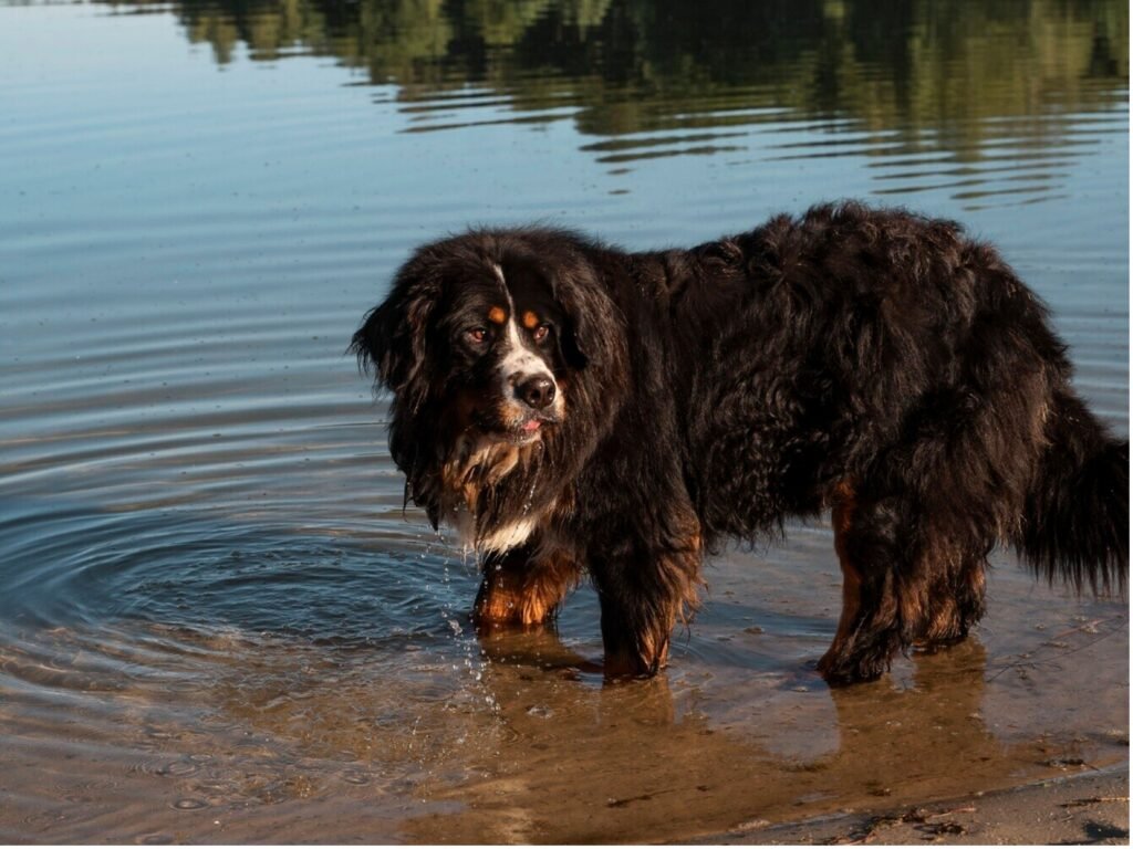 A dog wades in calm water, its reflection visible as it enjoys the refreshing environment.