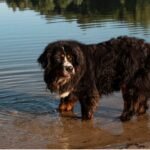 A dog wades in calm water, its reflection visible as it enjoys the refreshing environment.