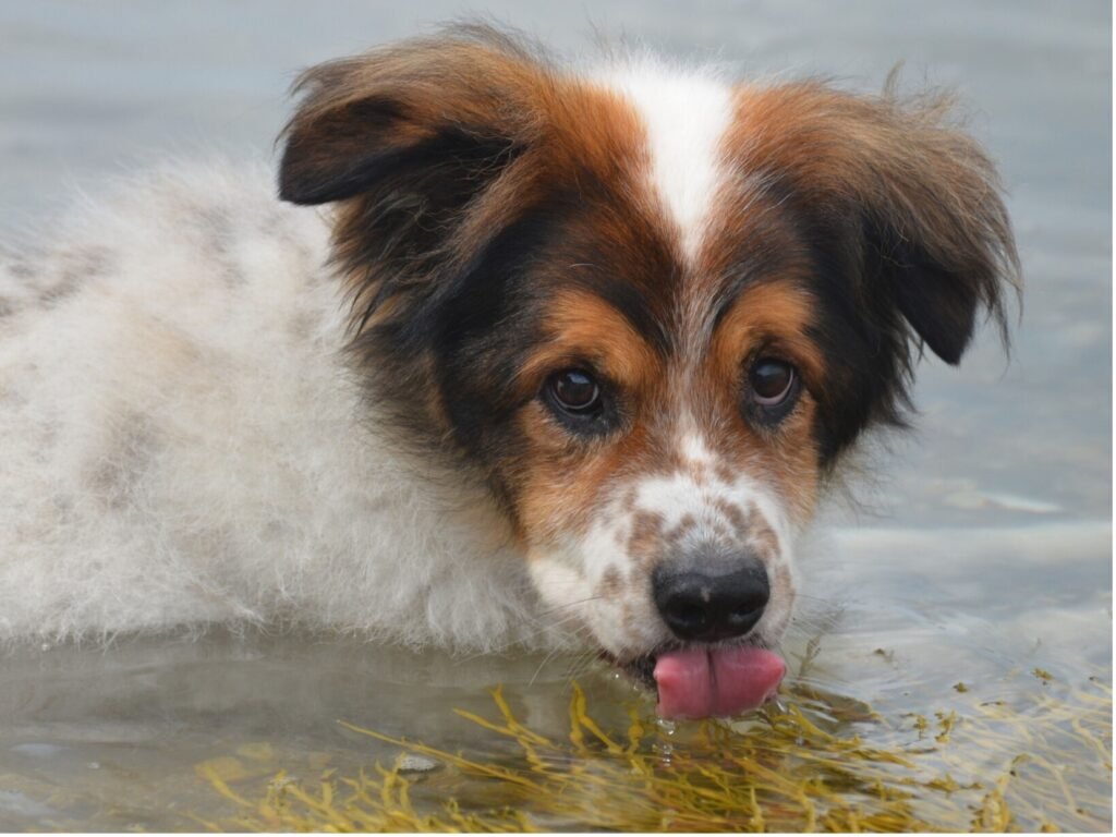 A playful dog with its tongue out, splashing joyfully in the water, capturing a moment of pure canine delight.