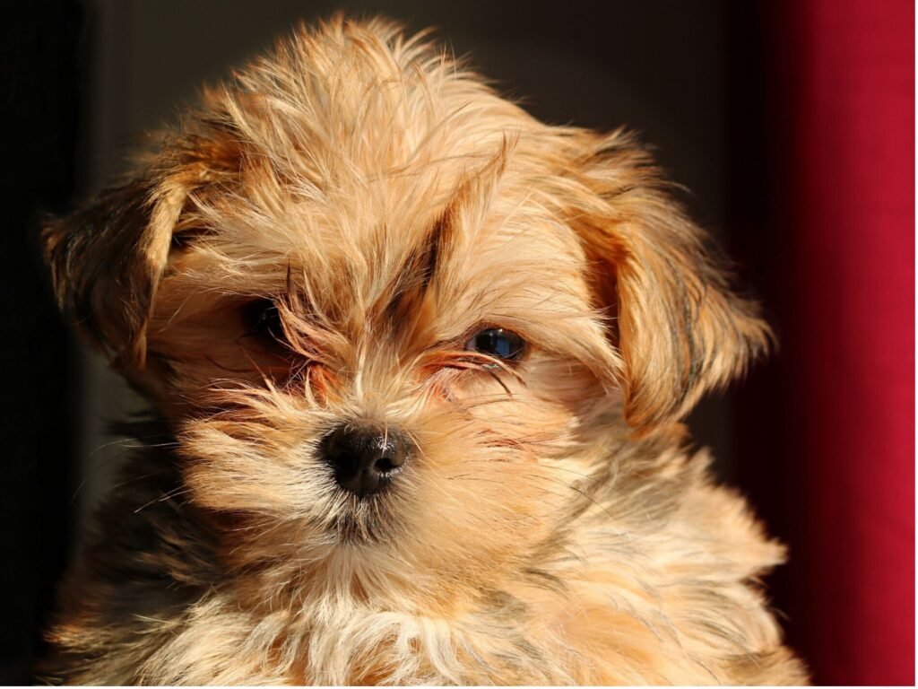 A small dog with an oversized head, showcasing its adorable features and playful demeanor.