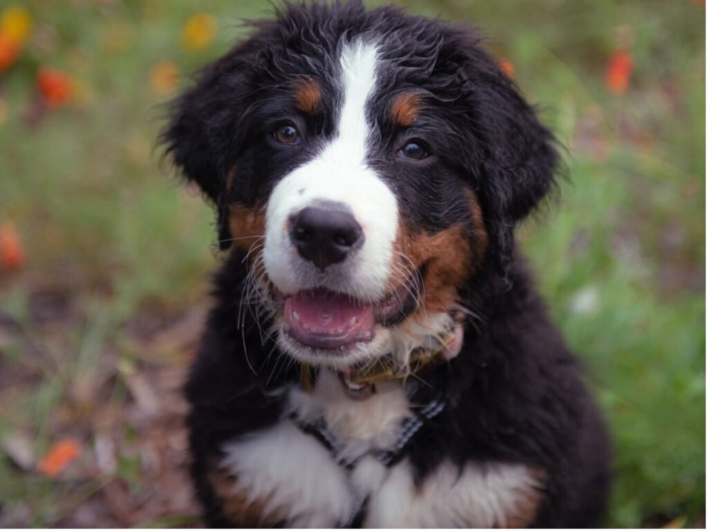 A Bernese Mountain Dog sitting gracefully in a lush green grass field, showcasing its distinctive tricolor coat.