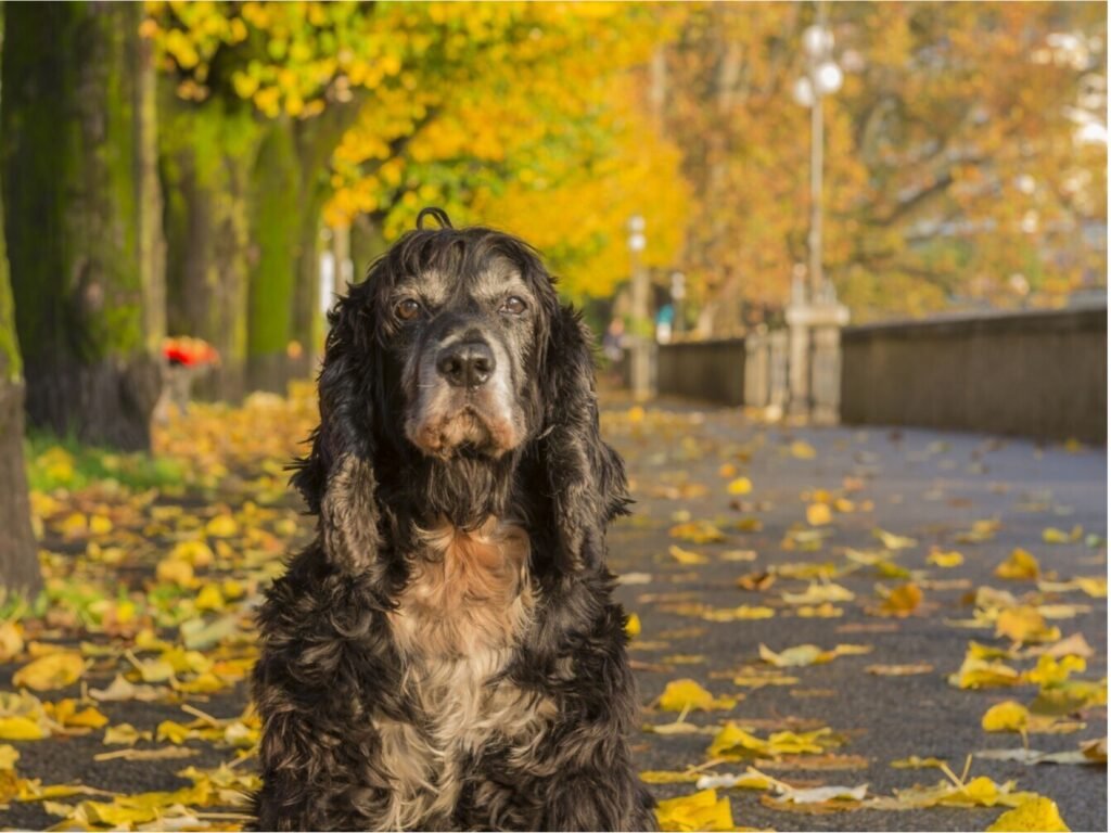 A black and white dog sits on the ground, positioned in front of a tree, showcasing its playful demeanor.