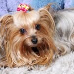 A dog wearing a decorative bow on its head, showcasing a playful and charming appearance