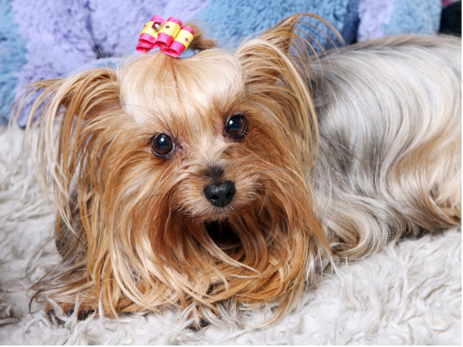 A dog wearing a decorative bow on its head, showcasing a playful and charming appearance