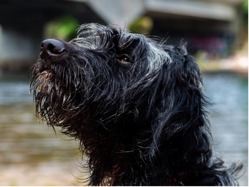 A dog with a wet head, droplets glistening on its fur, looking playfully at the camera.