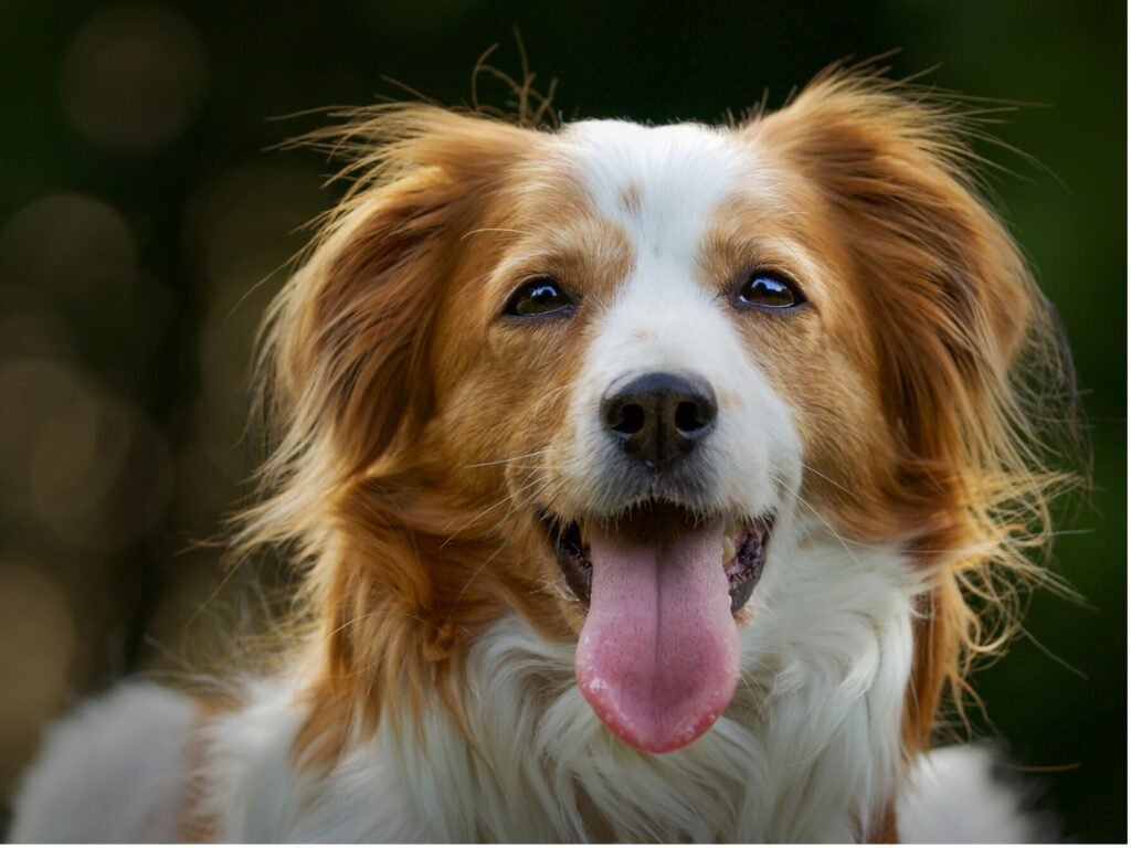 A joyful dog with its tongue out and eyes closed, exuding happiness and playfulness in a sunny outdoor setting.