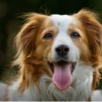 A joyful dog with its tongue out and eyes closed, exuding happiness and playfulness in a sunny outdoor setting.