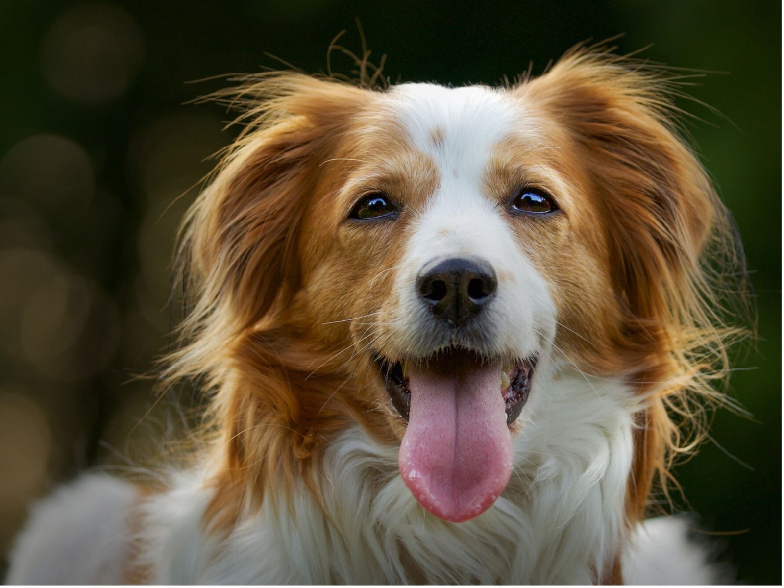 A joyful dog with its tongue out and eyes closed, exuding happiness and playfulness in a sunny outdoor setting.